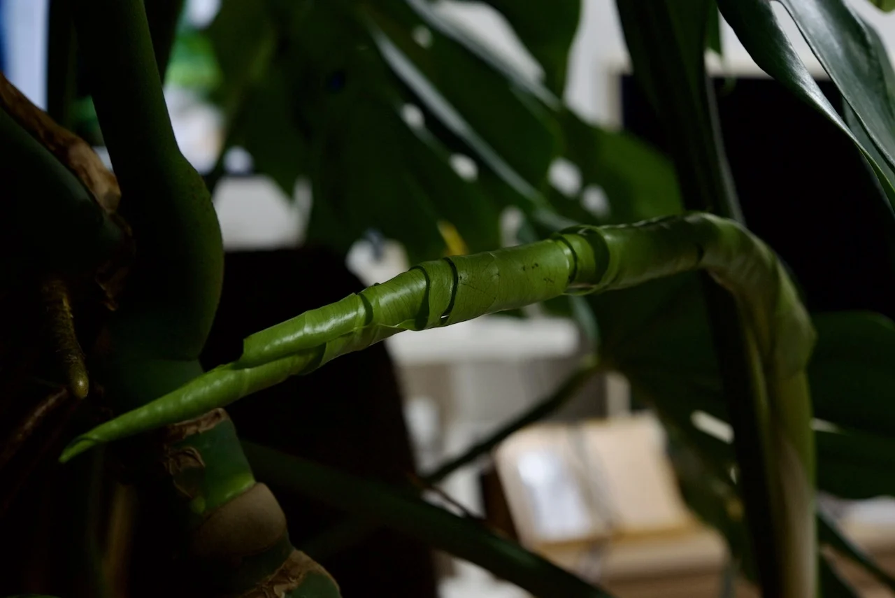 モンステラ　デリシオーサ　冬のドリル