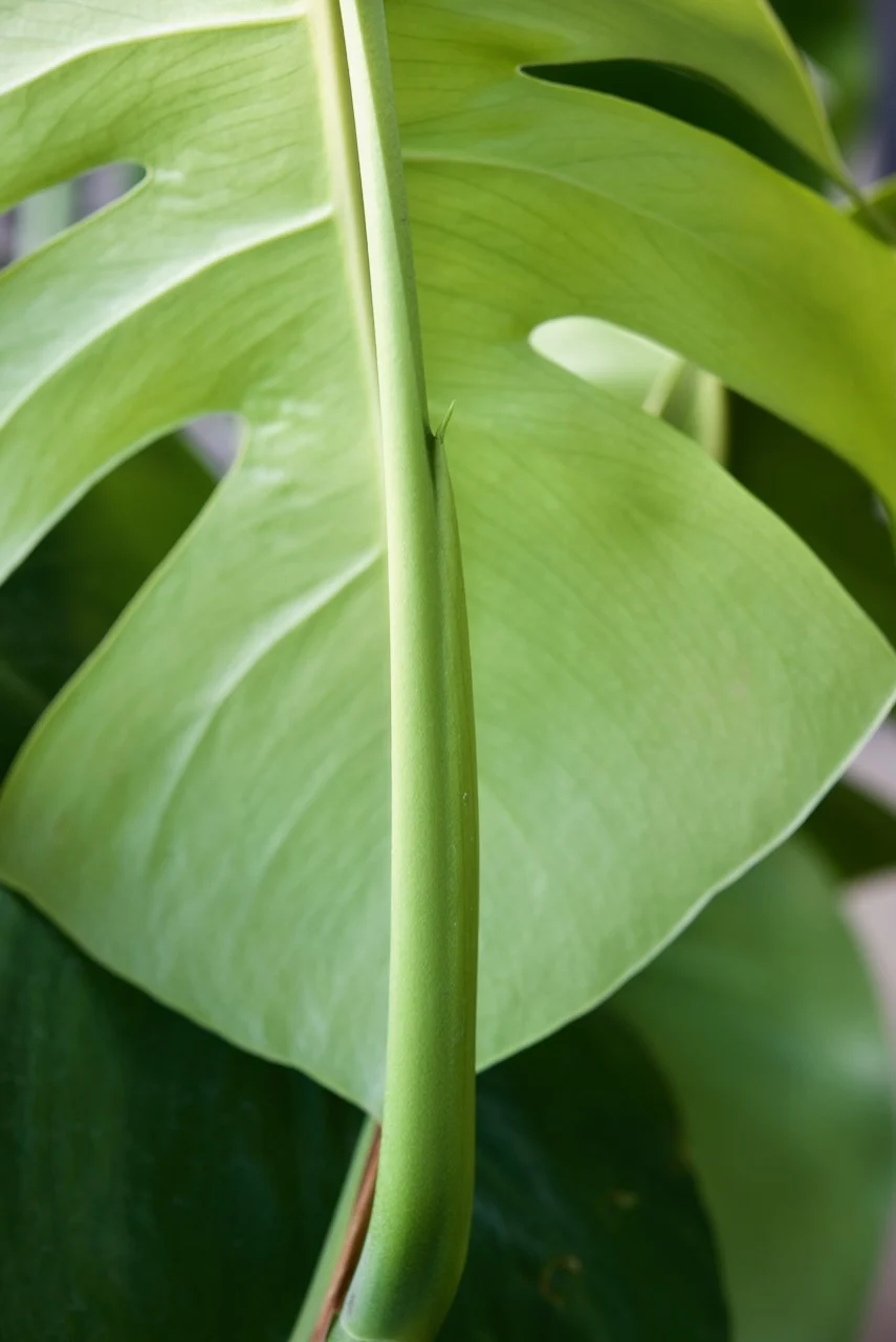 モンステラ　ボルシギアナ　野外越冬ドリル ②