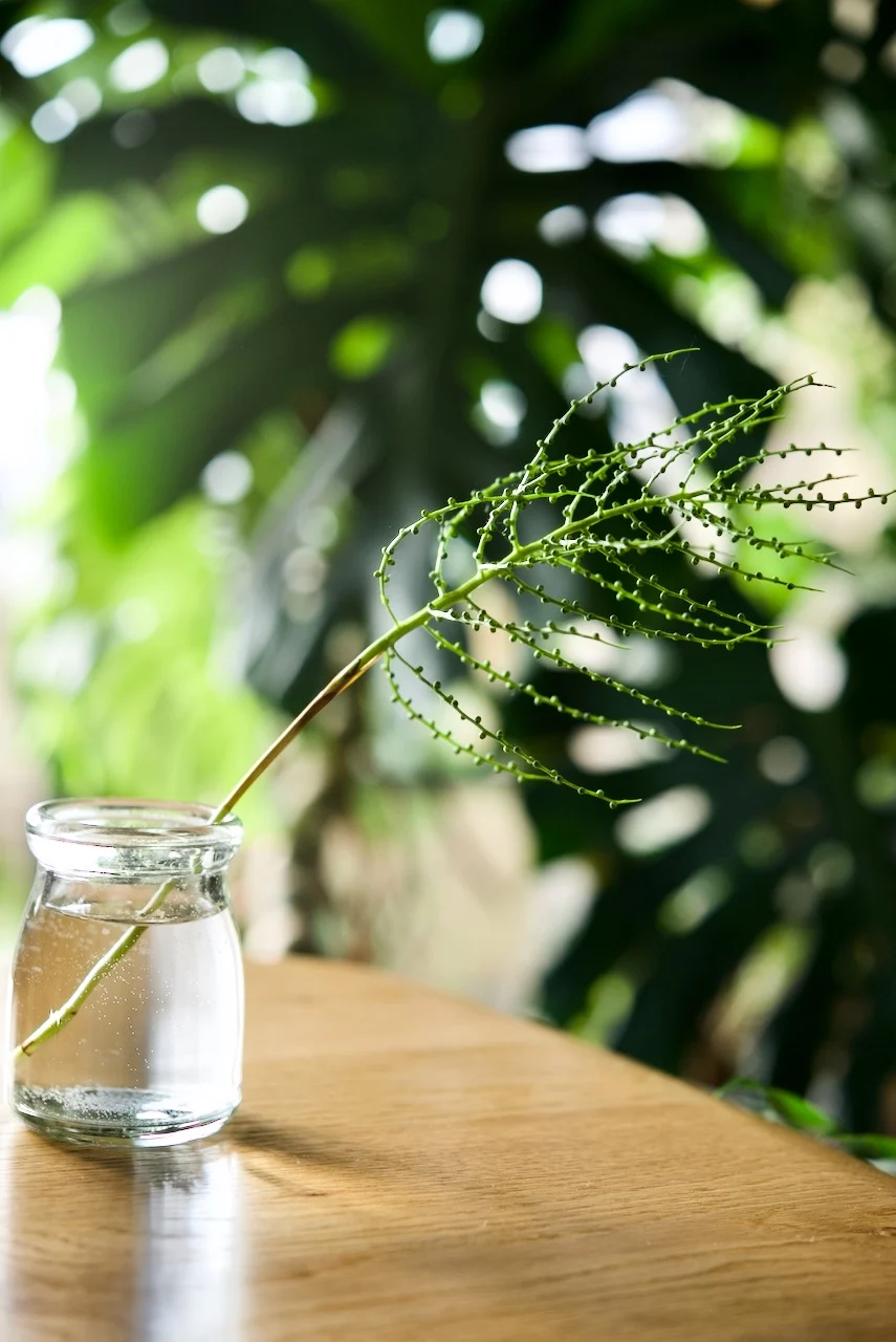 チャメドレア　エレガンス　テーブルヤシ　花芽