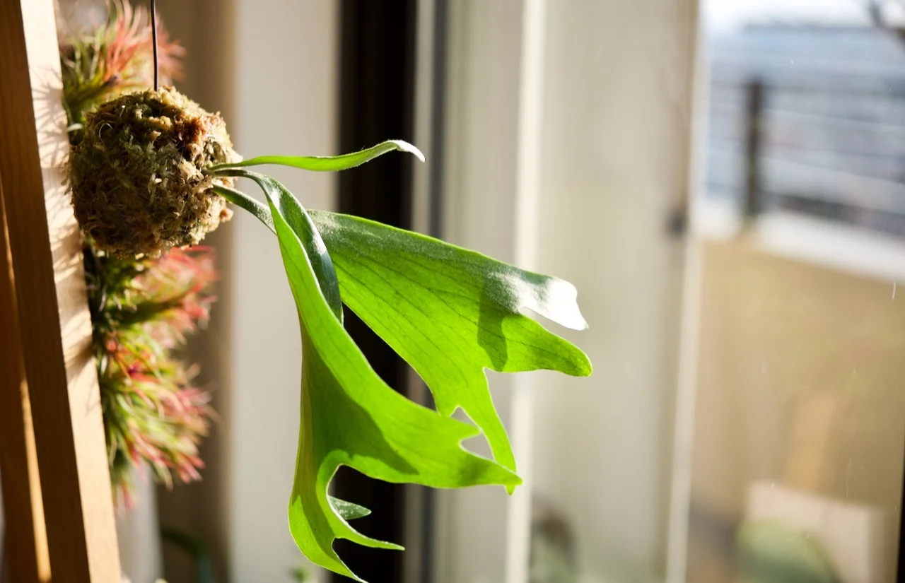 ビカクシダ　ネザーランド