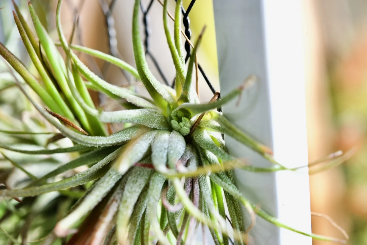 ティランジア　イオナンタ　フエゴ