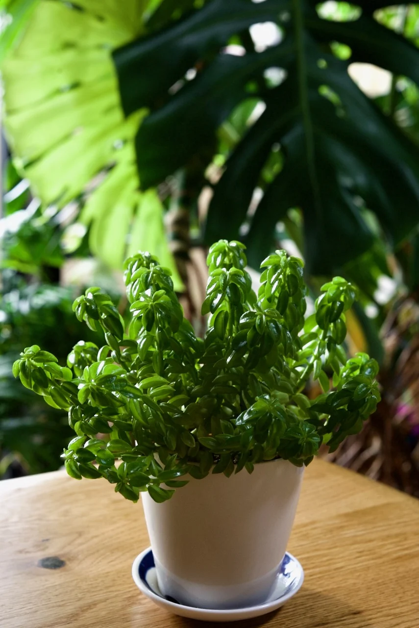 ペペロミア ニパドラ