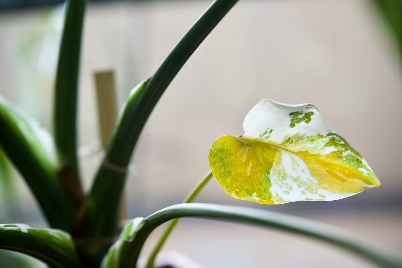 モンステラ　タイコンステレーション