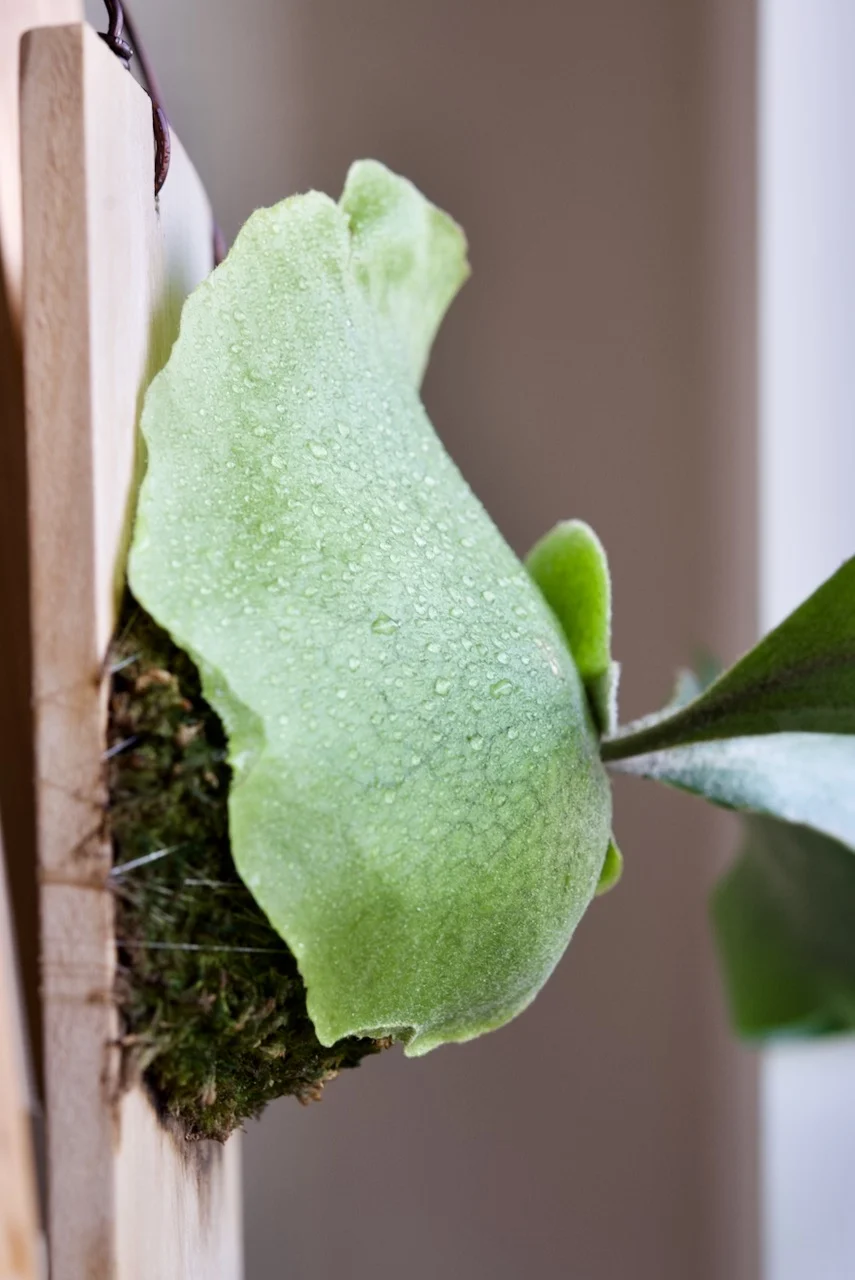 ビカクシダ　ネザーランド