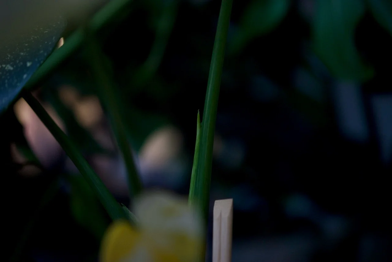 モンステラ　タイコンステレーション　ドリル