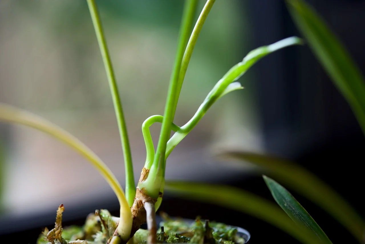 アンスリウム　アムニコラ　新芽
