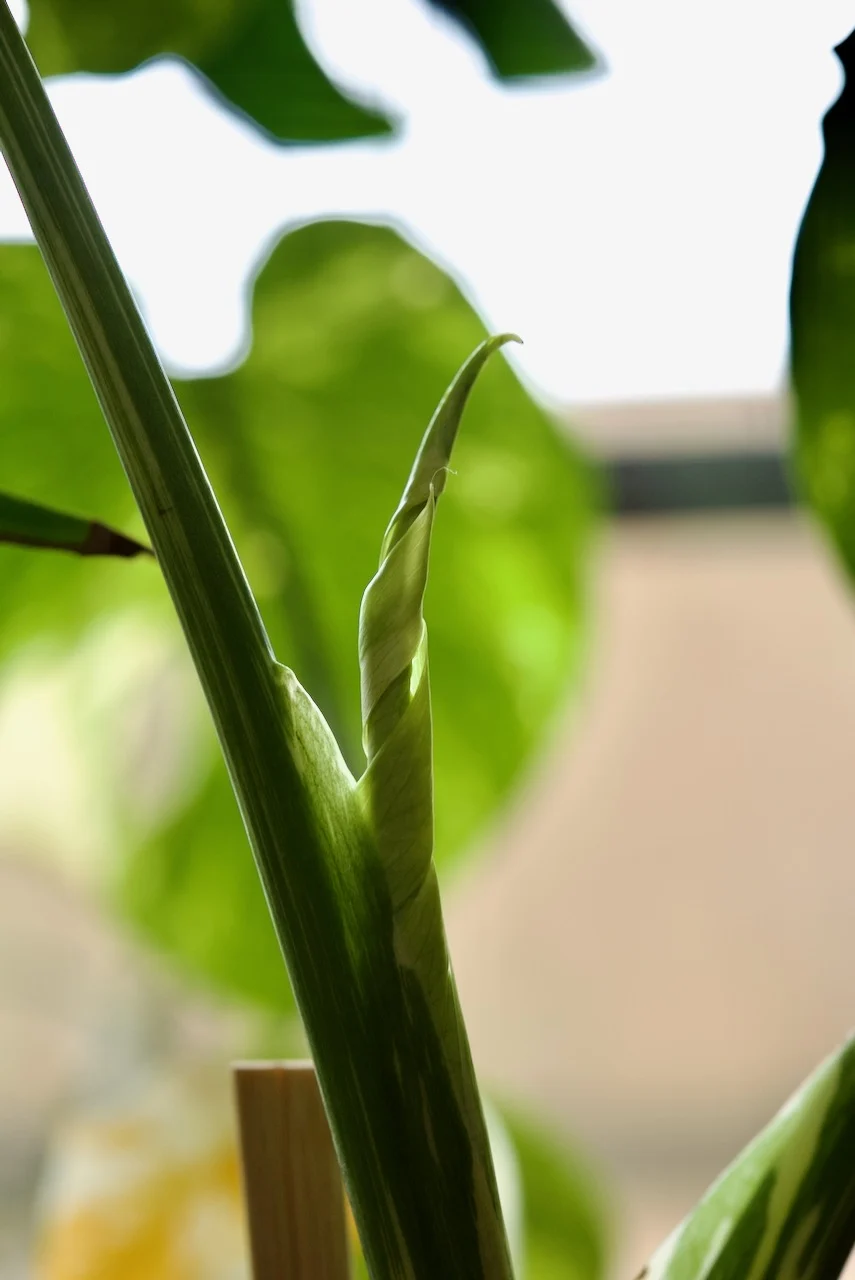 モンステラ　デリシオーサ　タイコンステレーション　冬のドリル