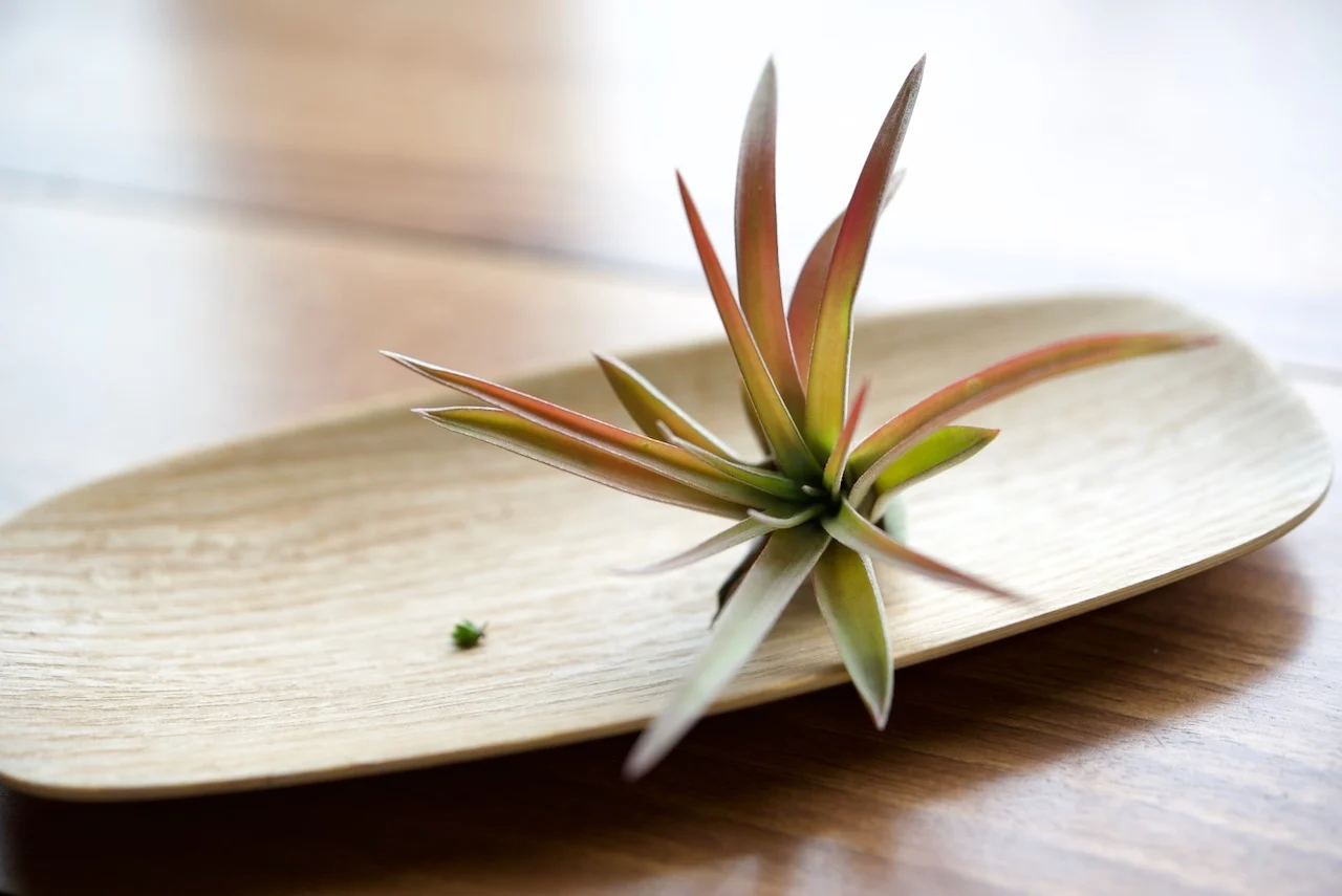 ティランジア　ベルティナ