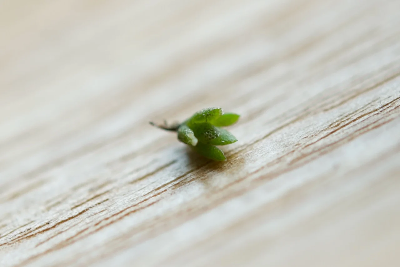 ティランジア　品種不明　土に播種してから約32週