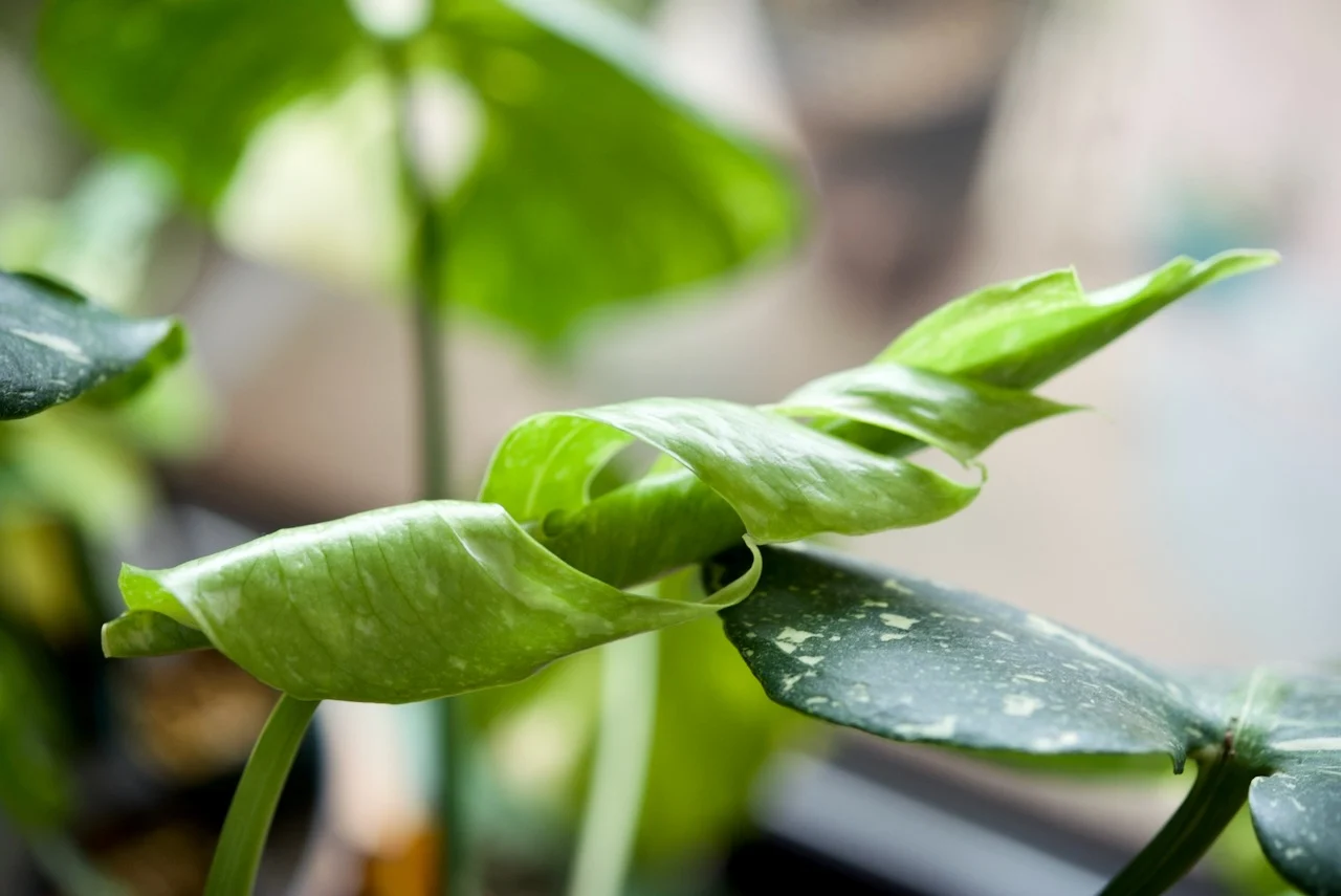 モンステラ タイコンステレーション 冬のドリル