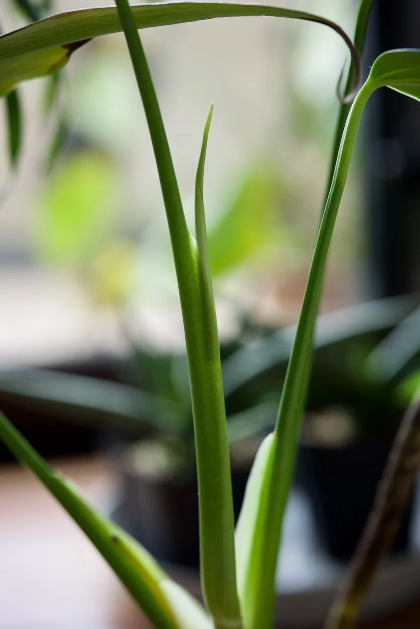 モンステラ バールマルクスフレーム