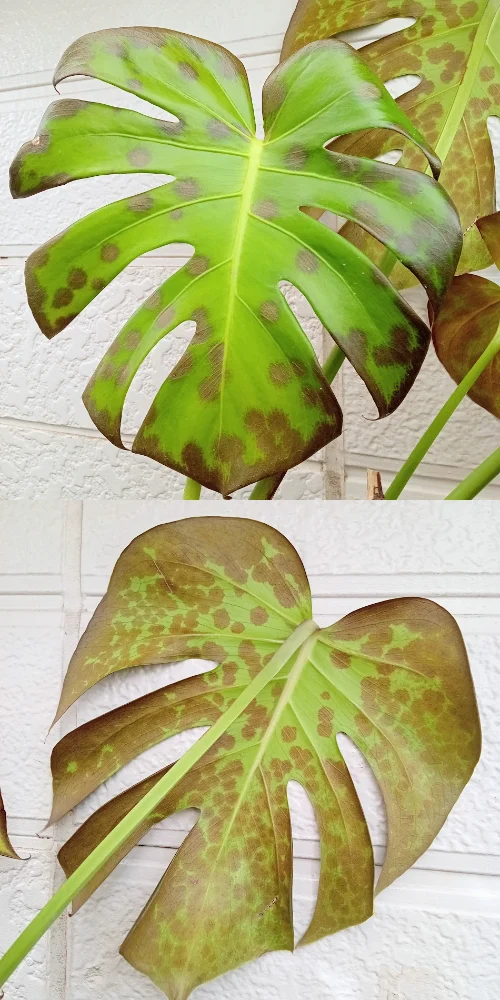 モンステラ　冷害