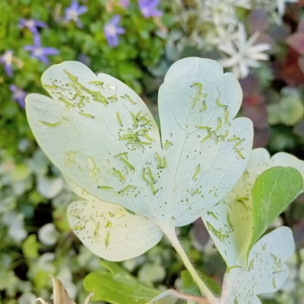 オダマキ ブラックバロー 害虫