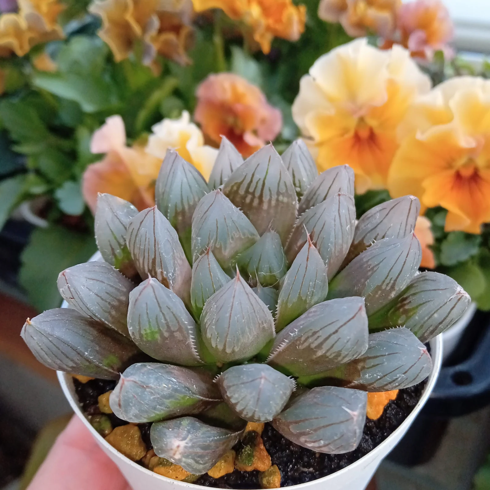 ハオルチア ブラックオブツーサ ?