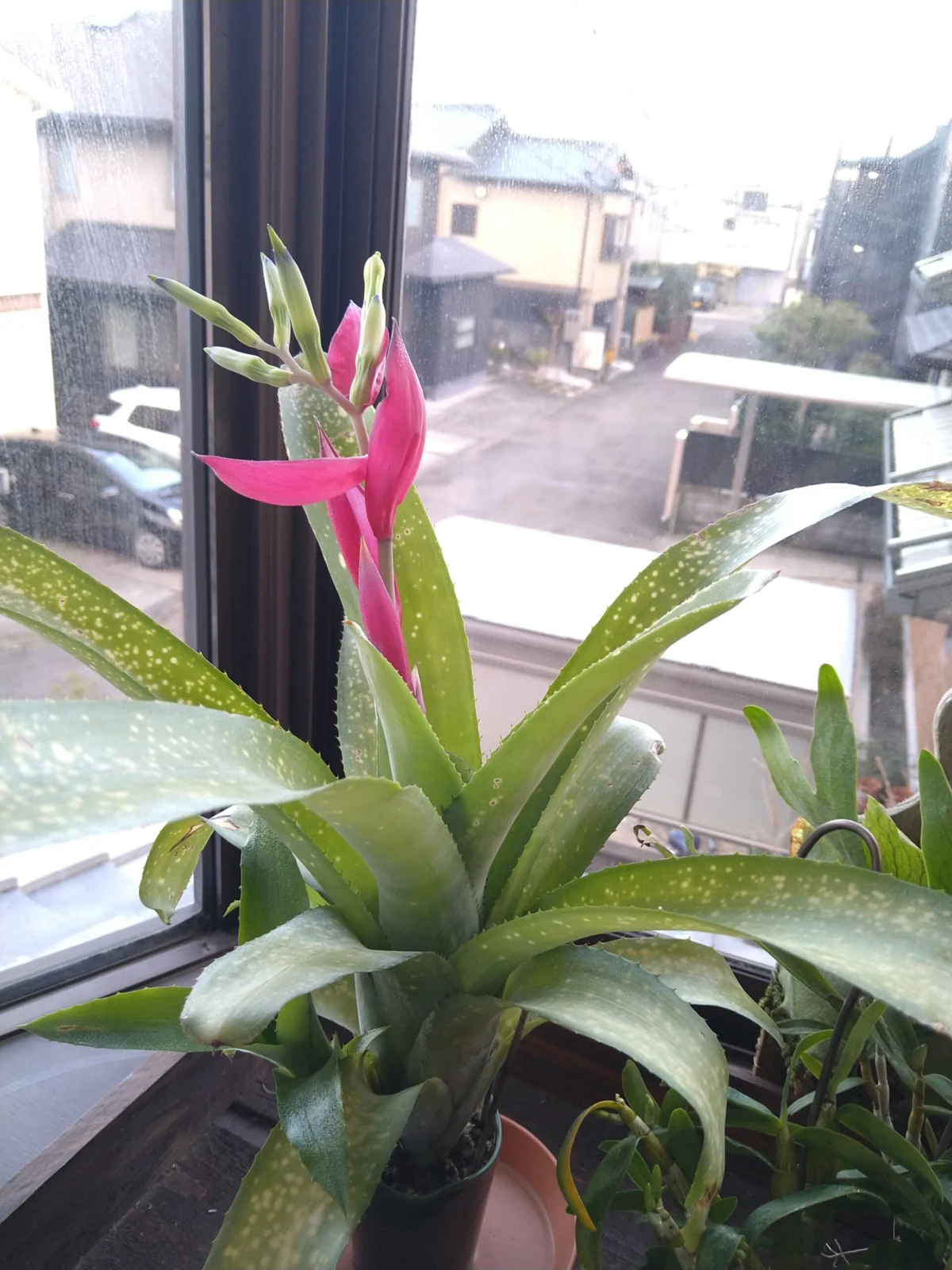 ビルベルギア　サンデリアナのなにかの交配