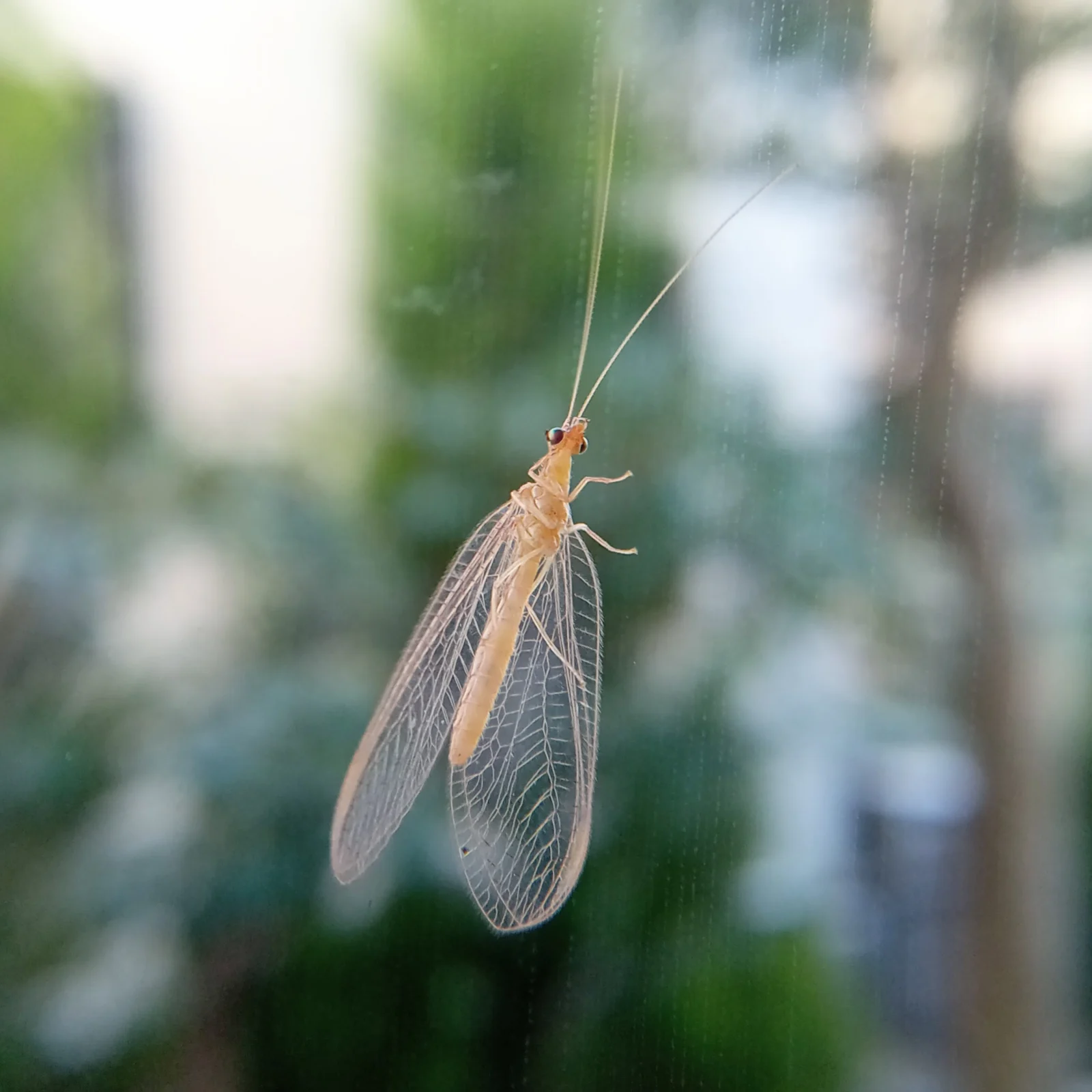 クサカゲロウ 益虫 冬の姿