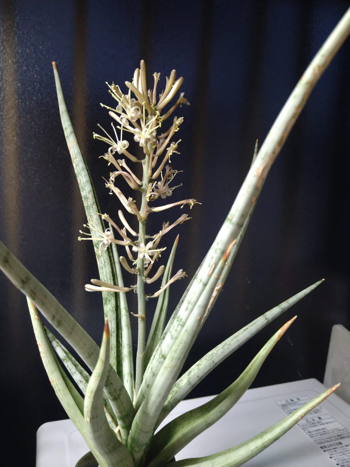 サンスベリア　グラシリス