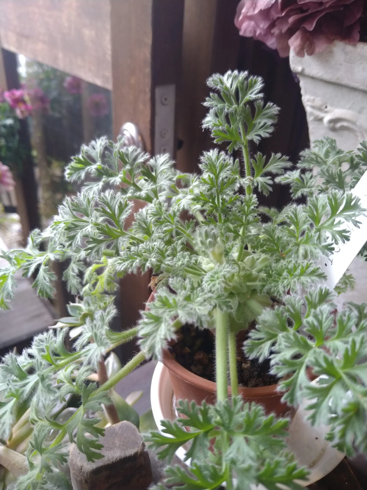 ペラルゴニウム　アッペンディクラツム