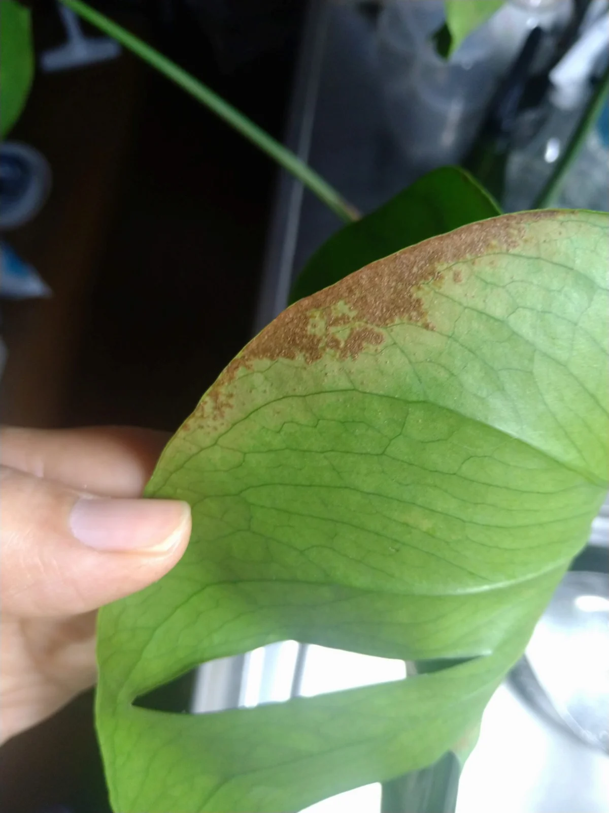 モンステラ　タウエリ　葉の裏に茶色いもの