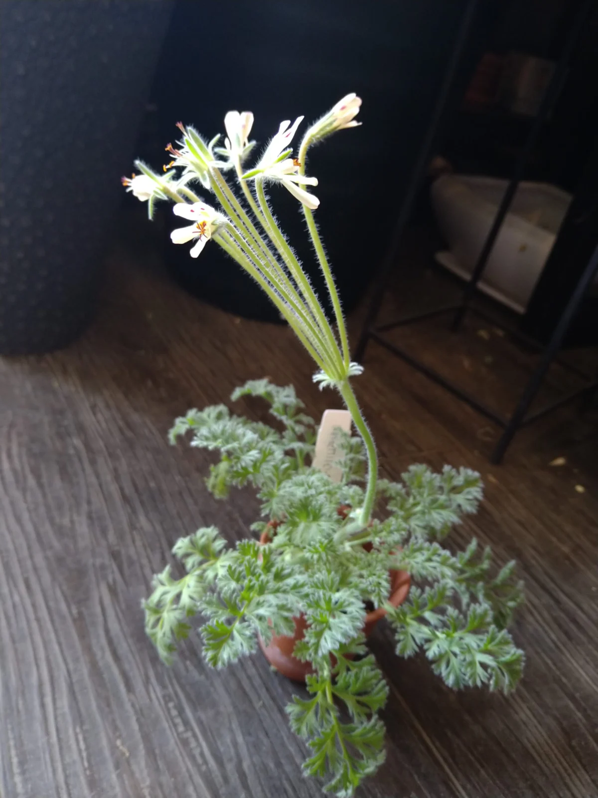 ペラルゴニウム　アッペンディクラツム