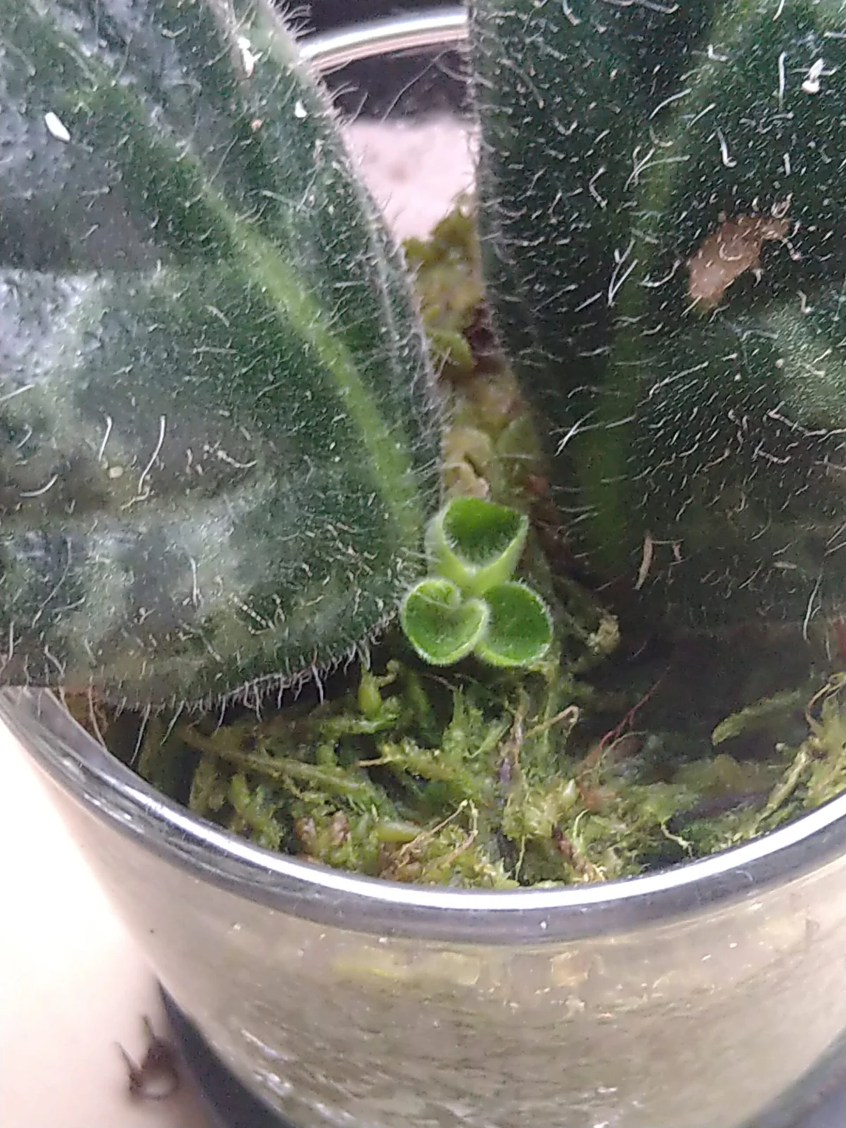 ストレプトカーパス　プリティタートル　葉挿し