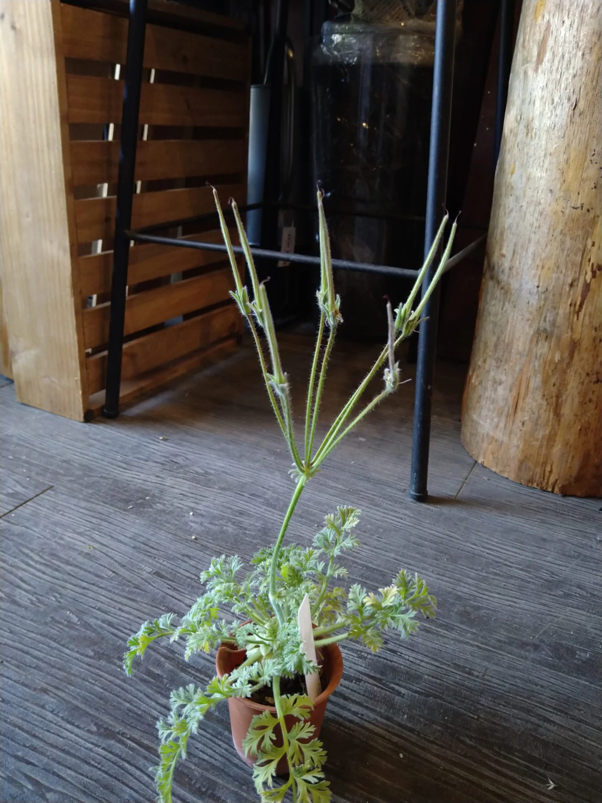 ペラルゴニウム　アッペンディクラツム　花後