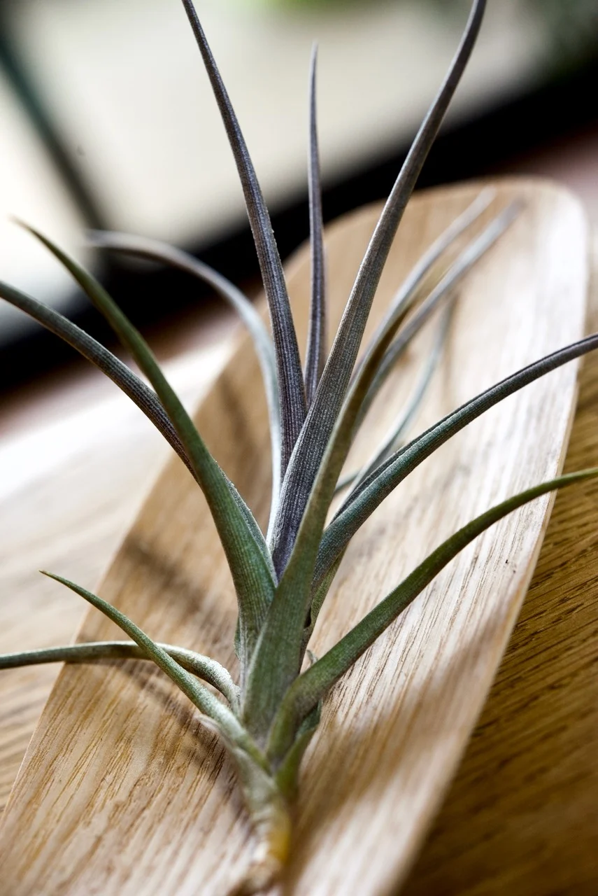 ティランジア　札落ち　8万人記念ガチャ