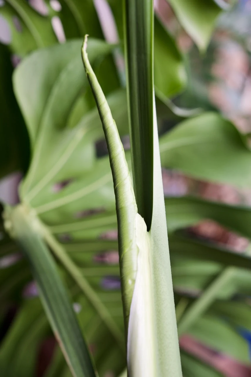 モンステラ　デリシオーサ　春ドリル