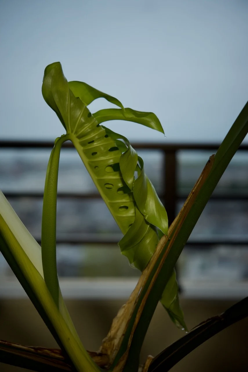 モンステラ　デリシオーサ　春のドリル ②