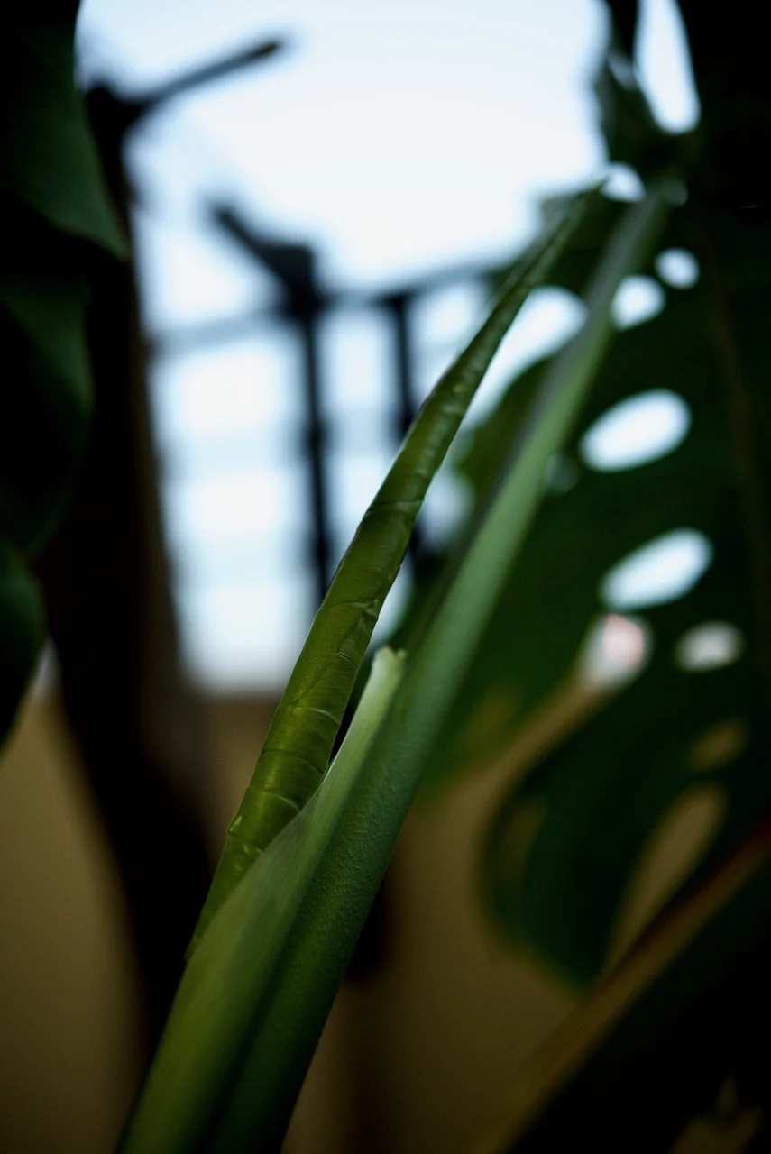 モンステラ　デリシオーサ　春のドリル ①