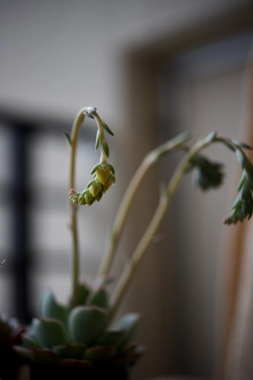 エケベリア　花芽