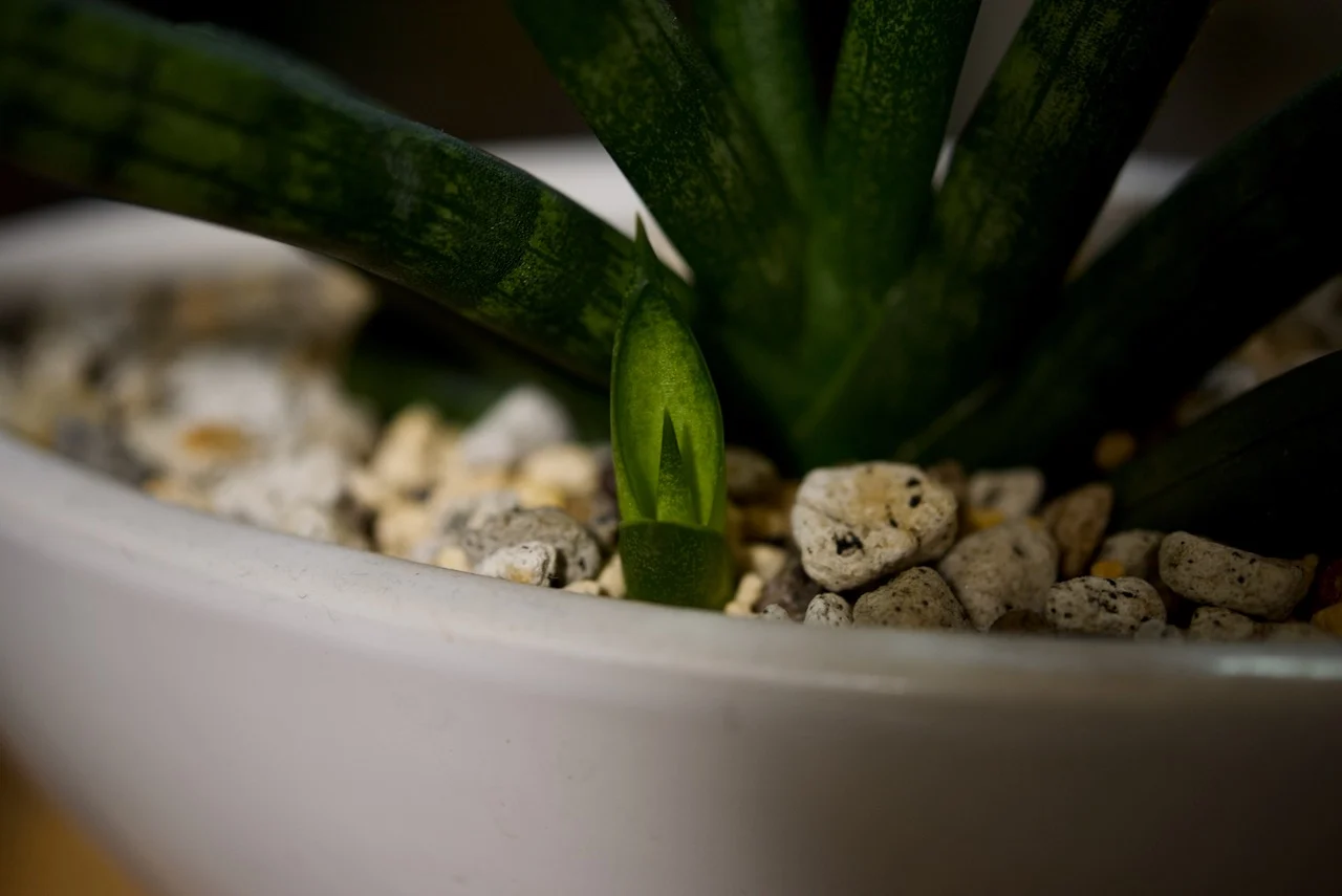 サンセベリア　ボンセレンシス　子株