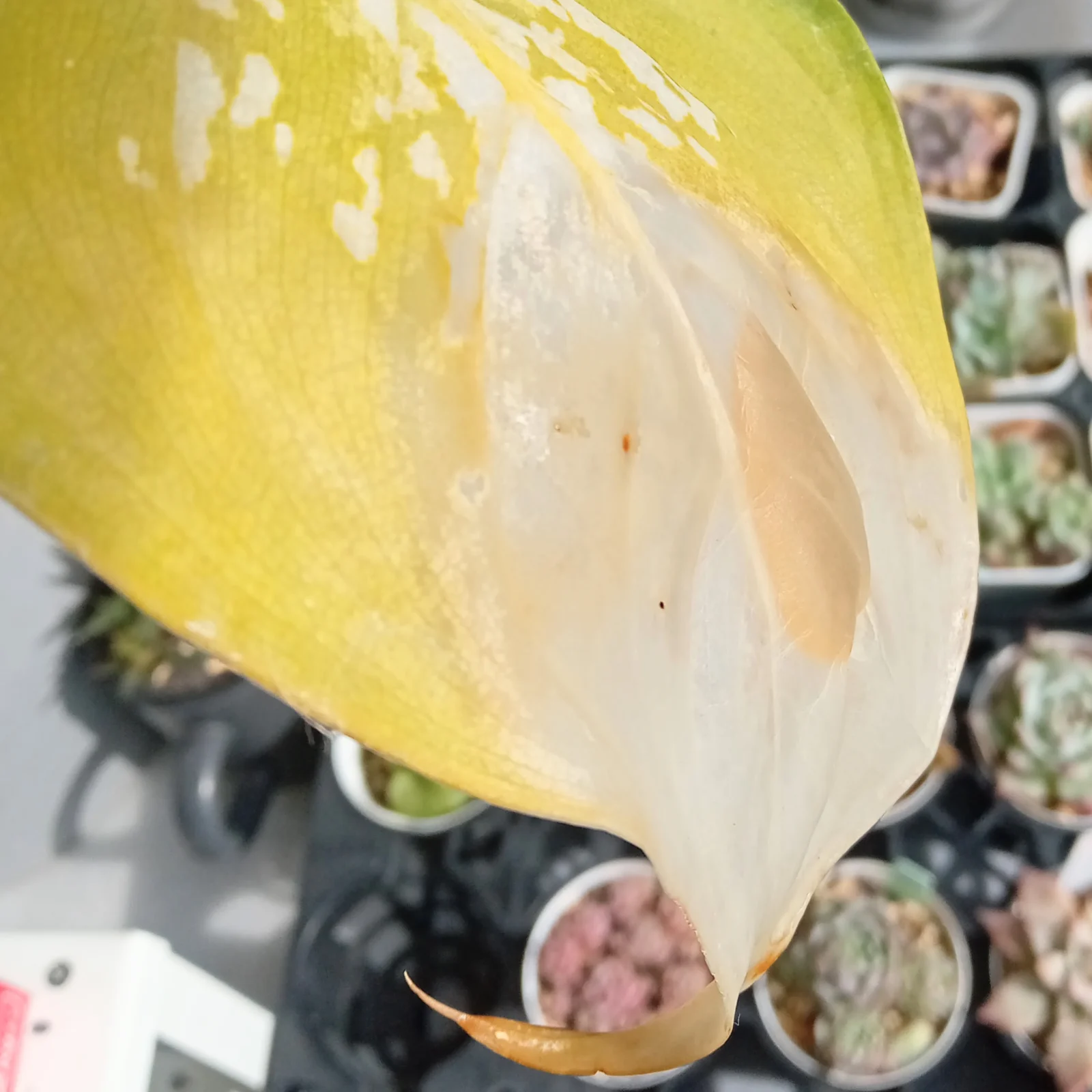 ディフェンバキア 冷害 水ぶくれ