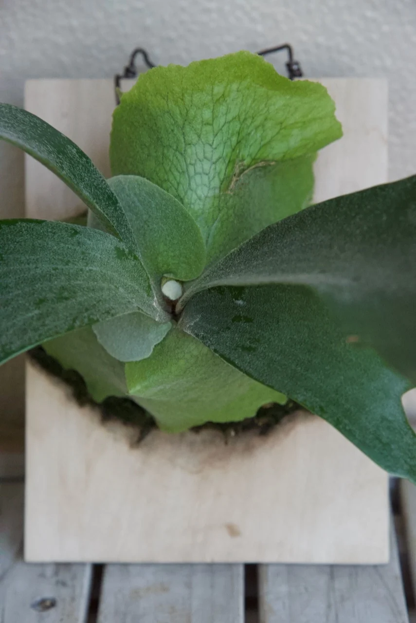 ビカクシダ ネザーランド