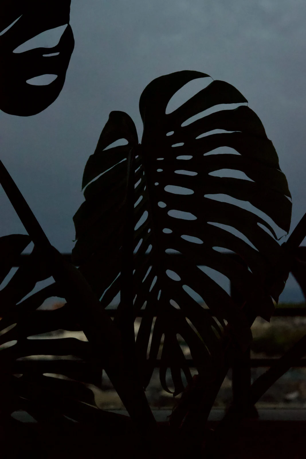 モンステラ　デリシオーサ