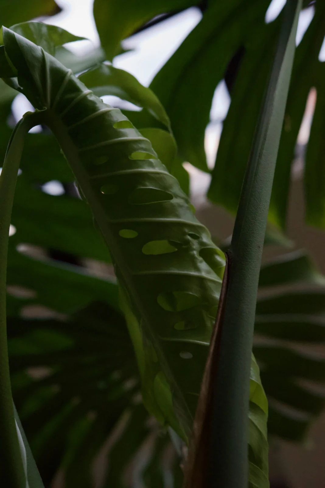 モンステラ　デリシオーサ　春のドリル