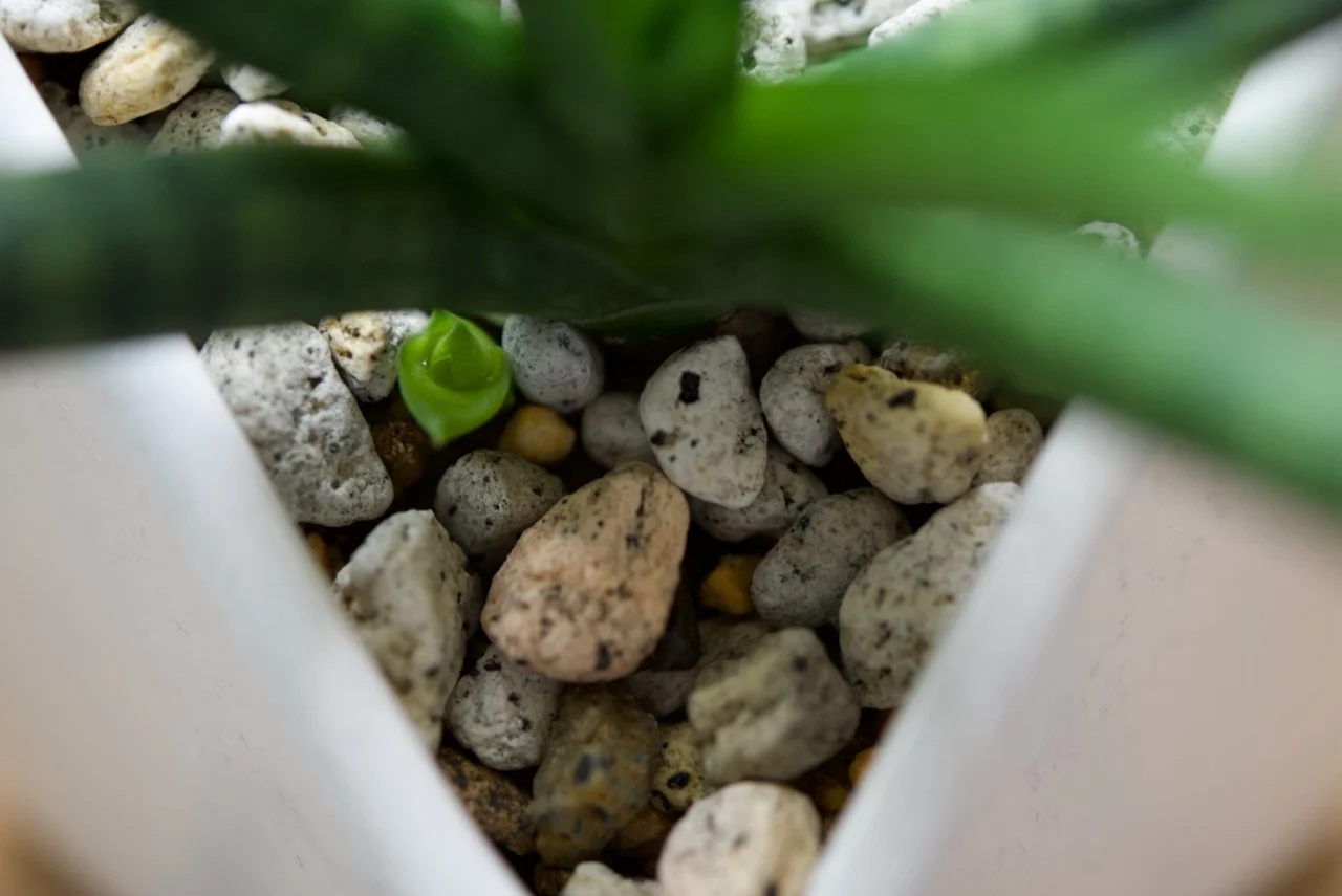 サンセベリア　ボンセレンシス　子株