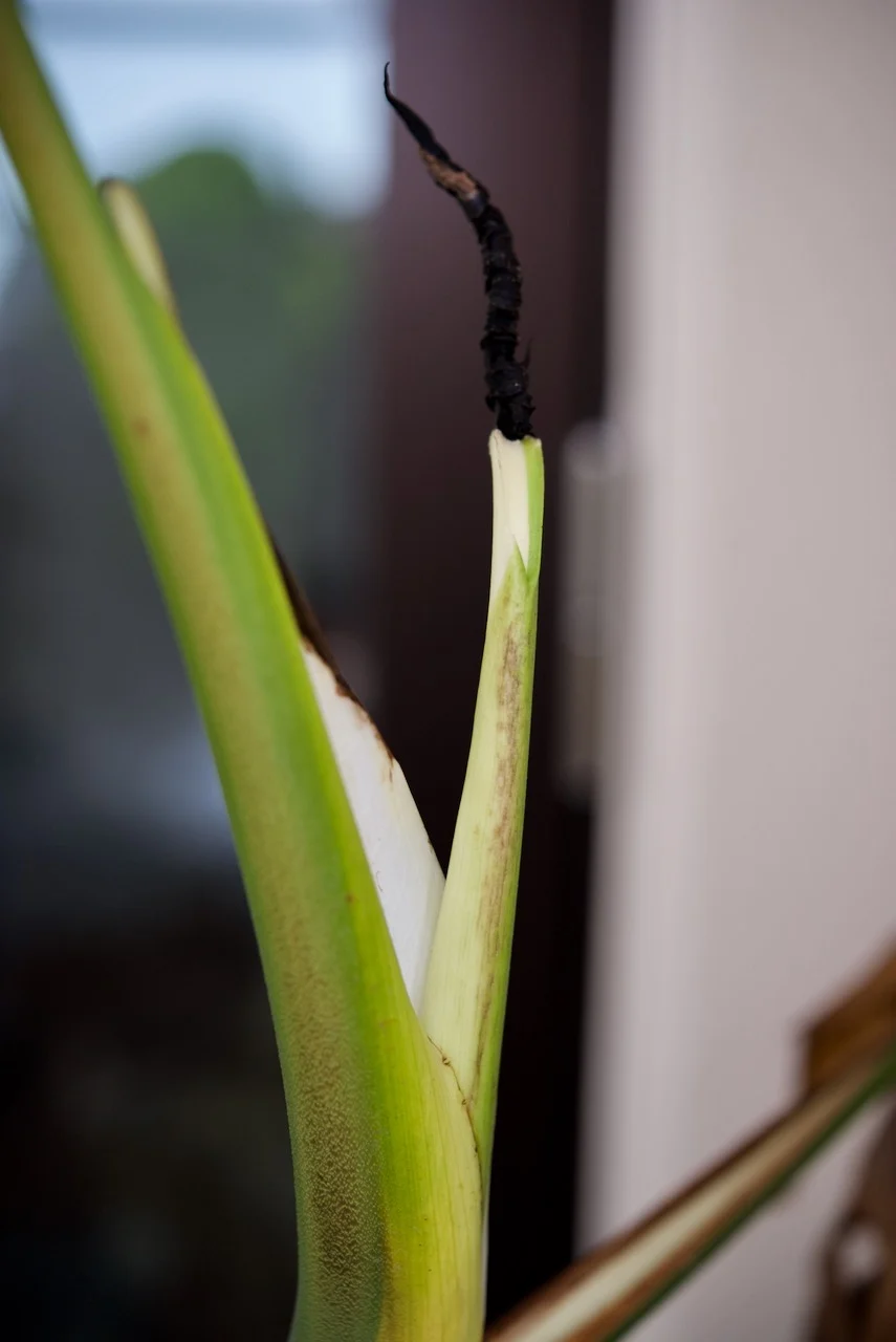 モンステラ　デリシオーサ　元ボルシギアナ　冬越しドリル