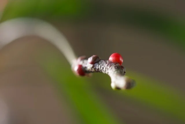 アンスリウム　グラシレ　赤い実