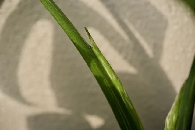 モンステラ　デリシオーサ　タイコンステレーション　春のドリル ②
