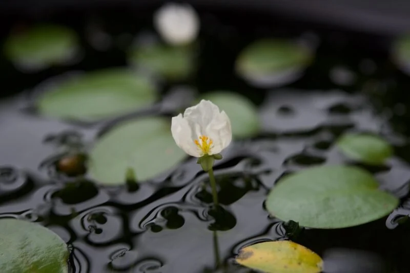 アナカリス　オオカナダモ　花
