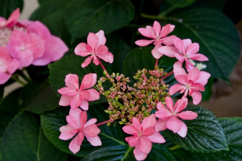 紫陽花　ダンスパーティー