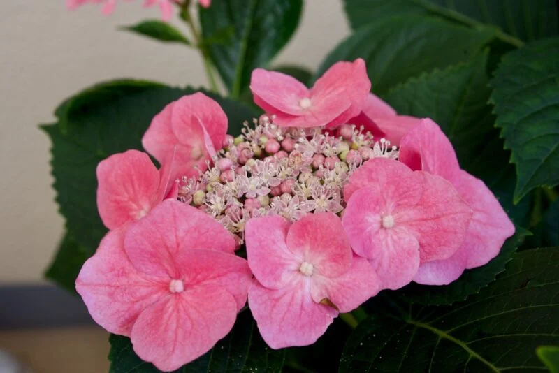 紫陽花　ポップスター