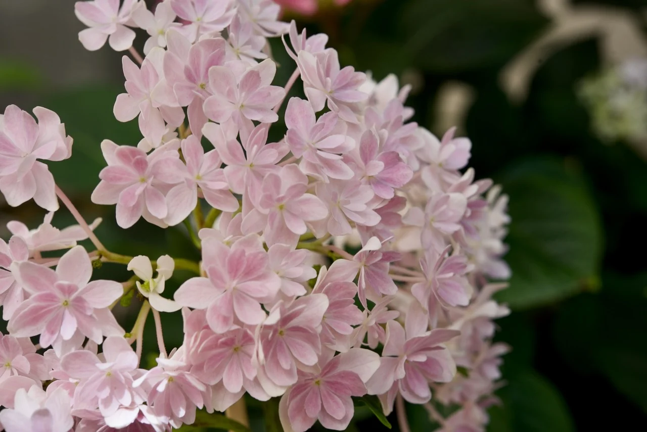 紫陽花　万華鏡