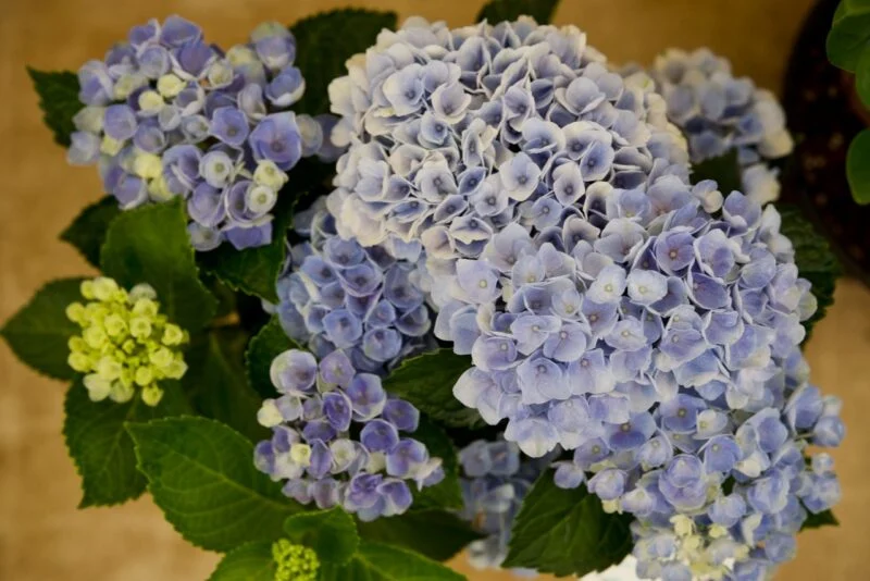 紫陽花　マジカルレボリューション