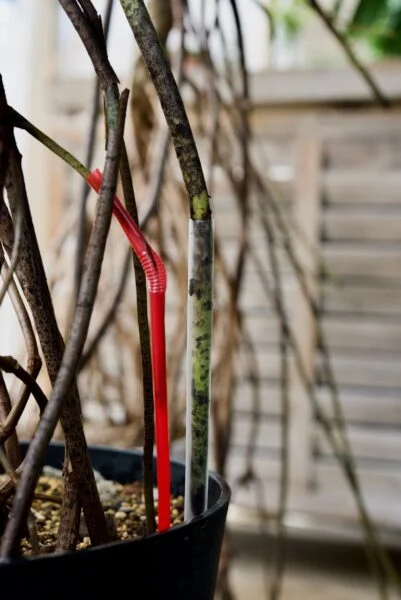 モンステラ　デリシオーサ　パルテノン