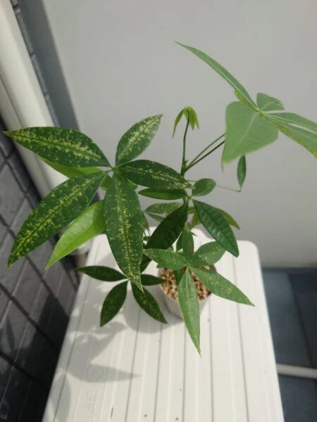 パキラ