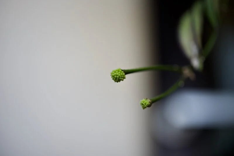 ホヤ　ロンギフォリア　チャイナビーンズ　花芽リターンズ？