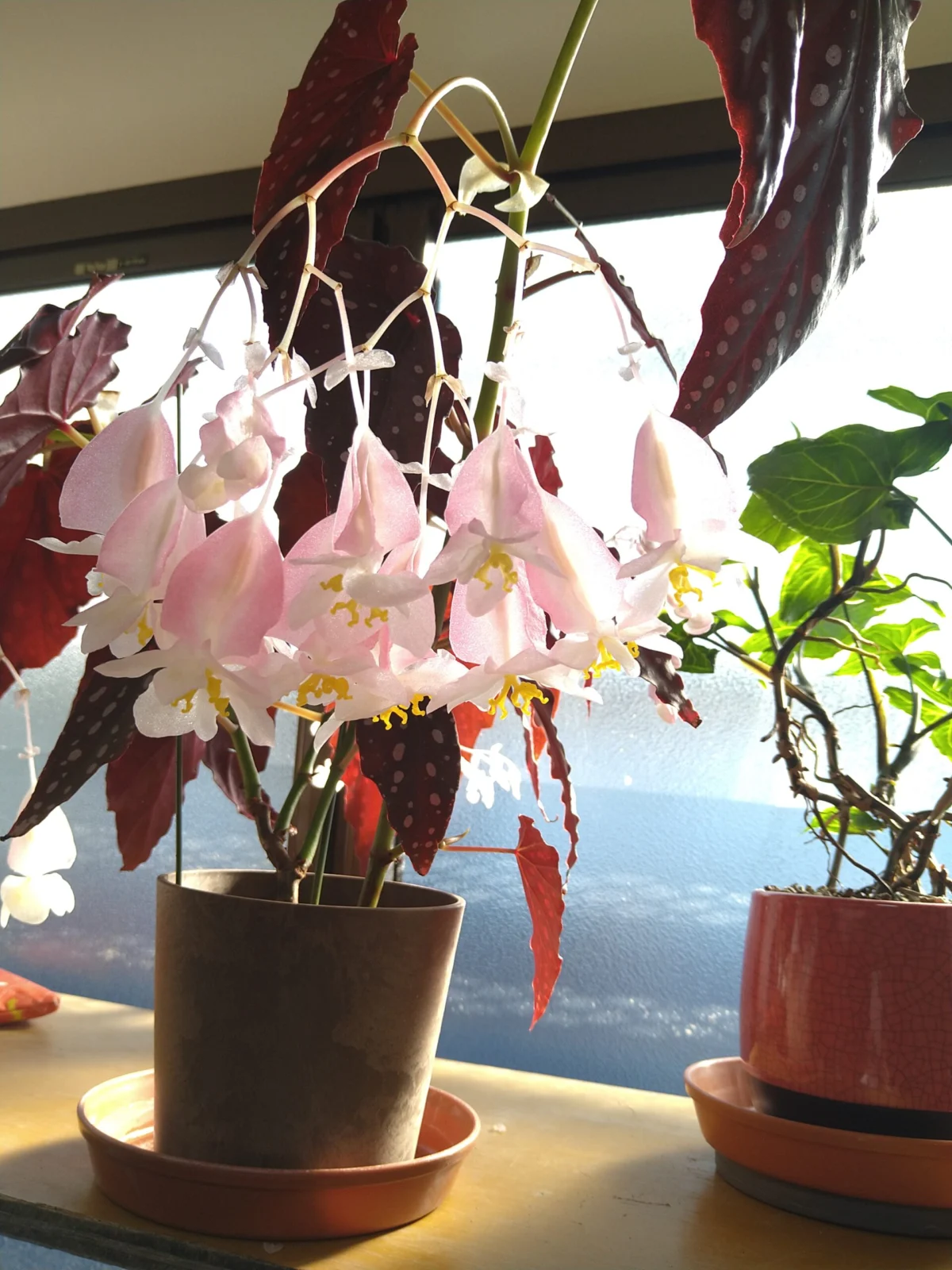 ベゴニア　シャロンシーラート　雄花