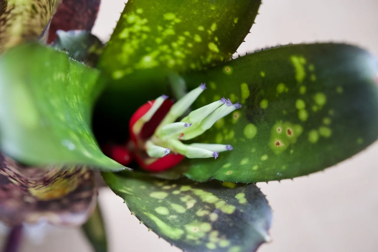 ビルベルギア　ハレルヤ　花芽